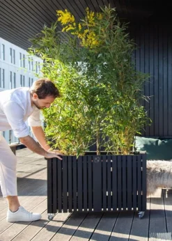 Sale SQUARELY CPH GrowLARGE Black Ash
