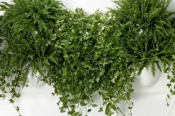 Best Verti Copenhagen Vertiplants BIO Dusty Green / Large